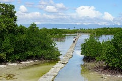 The Philippines has an estimated 311,400 hectares of mangroves.